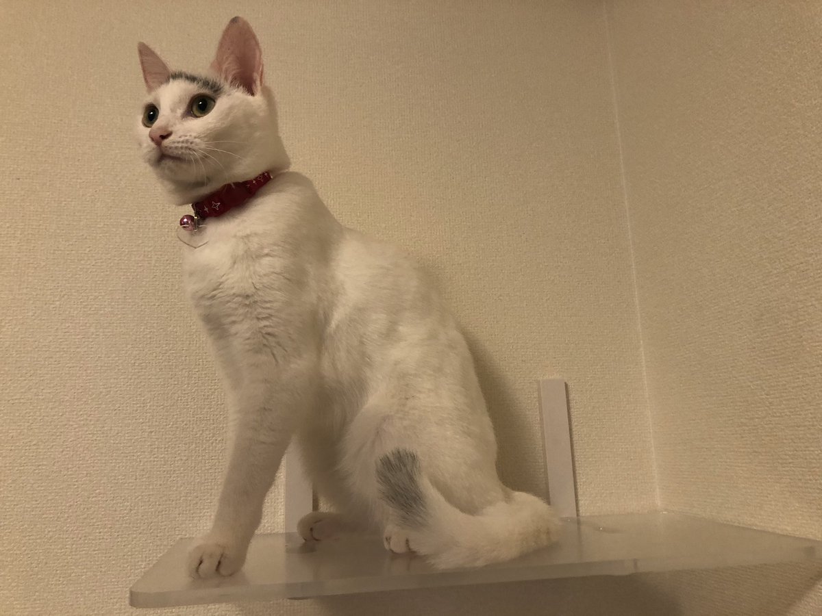 １歳の誕生日🎂🎉
長く密度の濃い子育てでしたが、
60グラムから３キロに成長しました。
先住猫ともバランスをとりながら、元気いっぱいです。

これからもよろしくお願いします😸