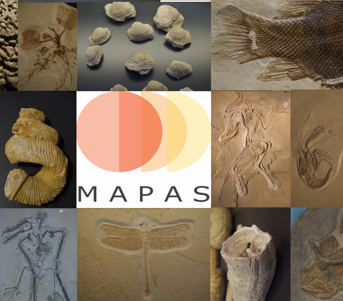 _Sara_Varela's tweet photo. Big news! I got a #ERCStG!!! I am making a team @MapasLab to explore deep time palebiogeographic dynamics at @uvigo during the next 5 year. Here is when the adventure begins! 😊 @ERC_Research #MAPASlab https://t.co/qpfSOo1B5P