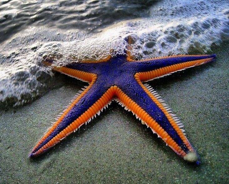 The Royal Starfish