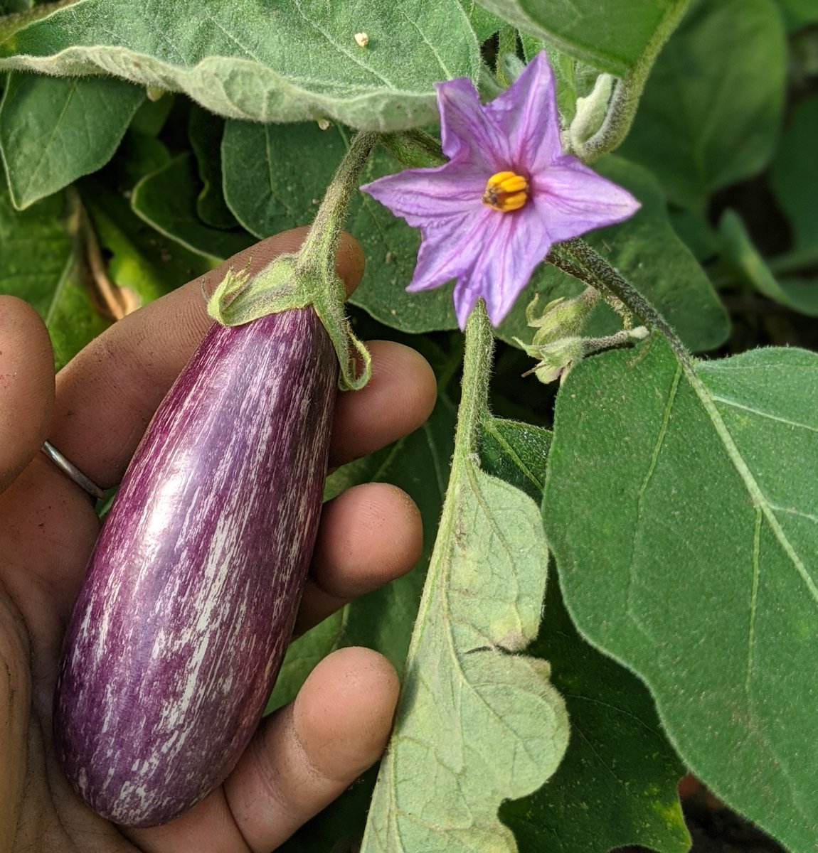 Heckfield Place tweet media