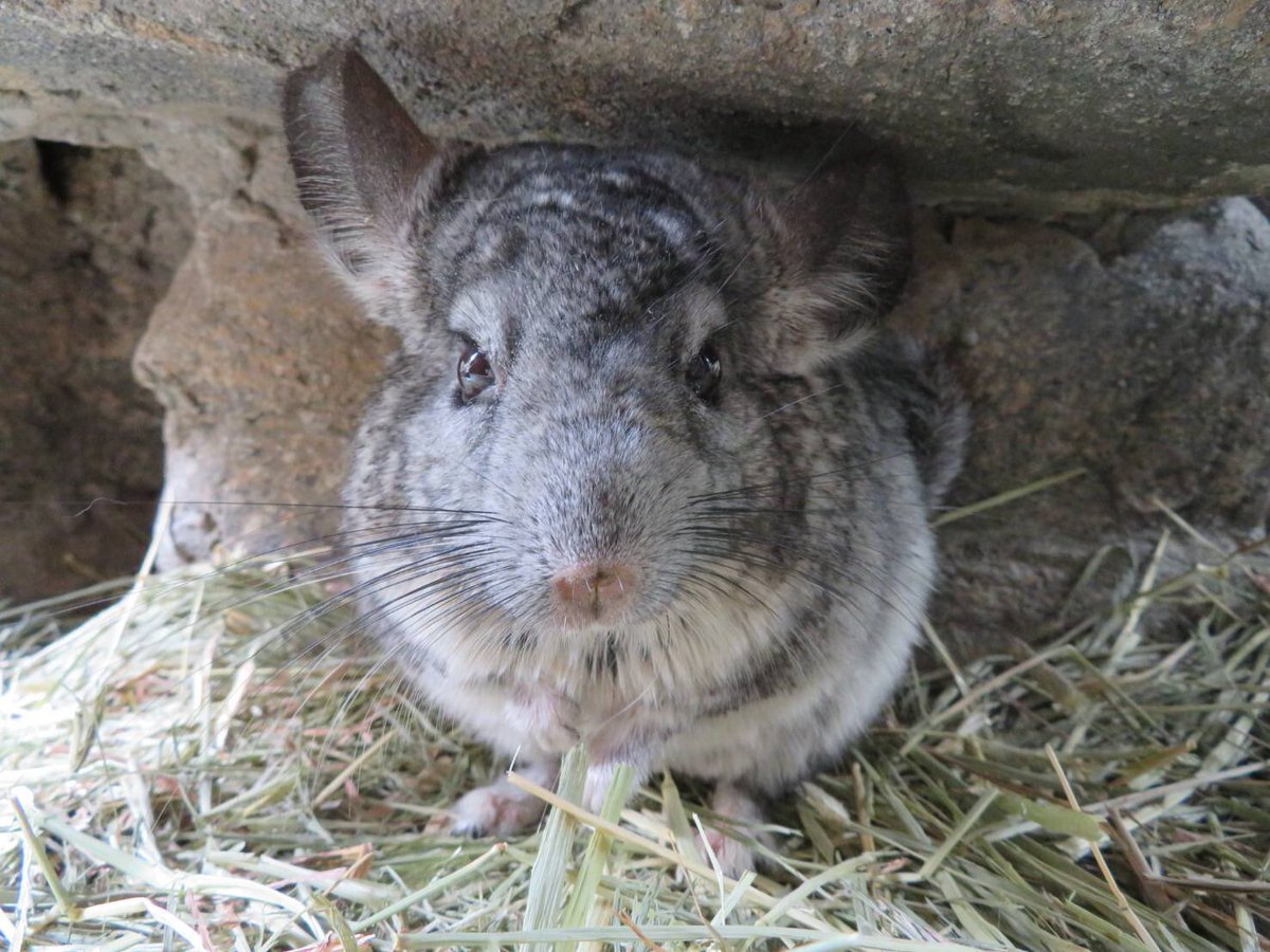 千葉市動物公園 公式 人懐っこい性格のチンチラのあんこくん 本日 9月3日で9歳のお誕生日をむかえました おめでとう 飼育員が手を差し出すと乗ってきてくれます 今日はお誕生日なので大好きなサツマイモを少し多めにプレゼント ギ 千葉市動物