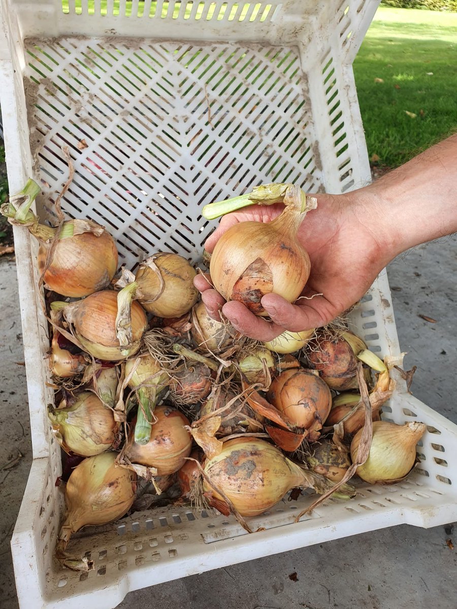 #nieuweoogst #Agria #Hybelle #RedTide