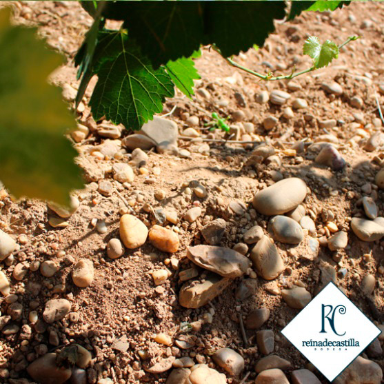 ¿Conoces el carácter Rueda? Lo da el suelo cascajoso. Un buen vino se obtiene plantando las cepas en tierras pedregosas, con buen drenaje. Nuestro suelo. 
reinadecastilla.es/tienda/
#reinadecastilla #BodegaReina
#Ruedalovers #DORueda 
#isabelinoRueda 
#terruño #winelover
