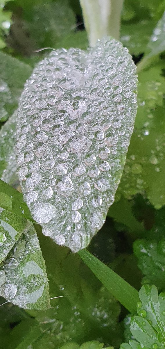 ☆●♡Morning👋Waking to my Lambs Ear glistening from the due, looks like she has diamonds covering her🖤💎Have a magical day! #nanaswitchcraft #earlybiz #lovingnature #wildwood #witchesoftwitter #naturelover