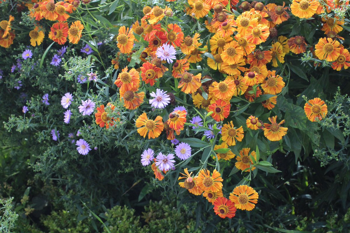 Zero maintenance gardens that look good don’t exist, if you think you can’t realistically look after your garden, hire a professional at £30-40 / hour. Booking in day chunks throughout the year depending on the size. They are worth their weight in gold for gardens to look good.