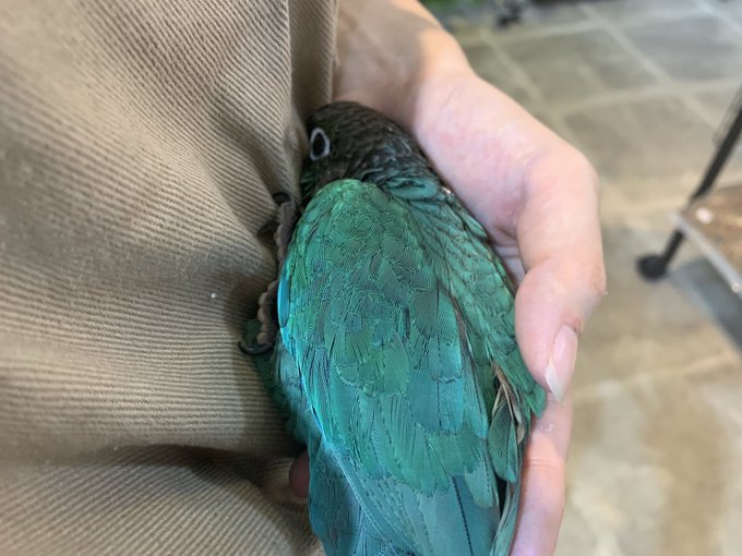 ホオミドリアカオウロコインコのtwitterイラスト検索結果 ホオミドリアカオウロコインコのtwitterイラスト検索結果