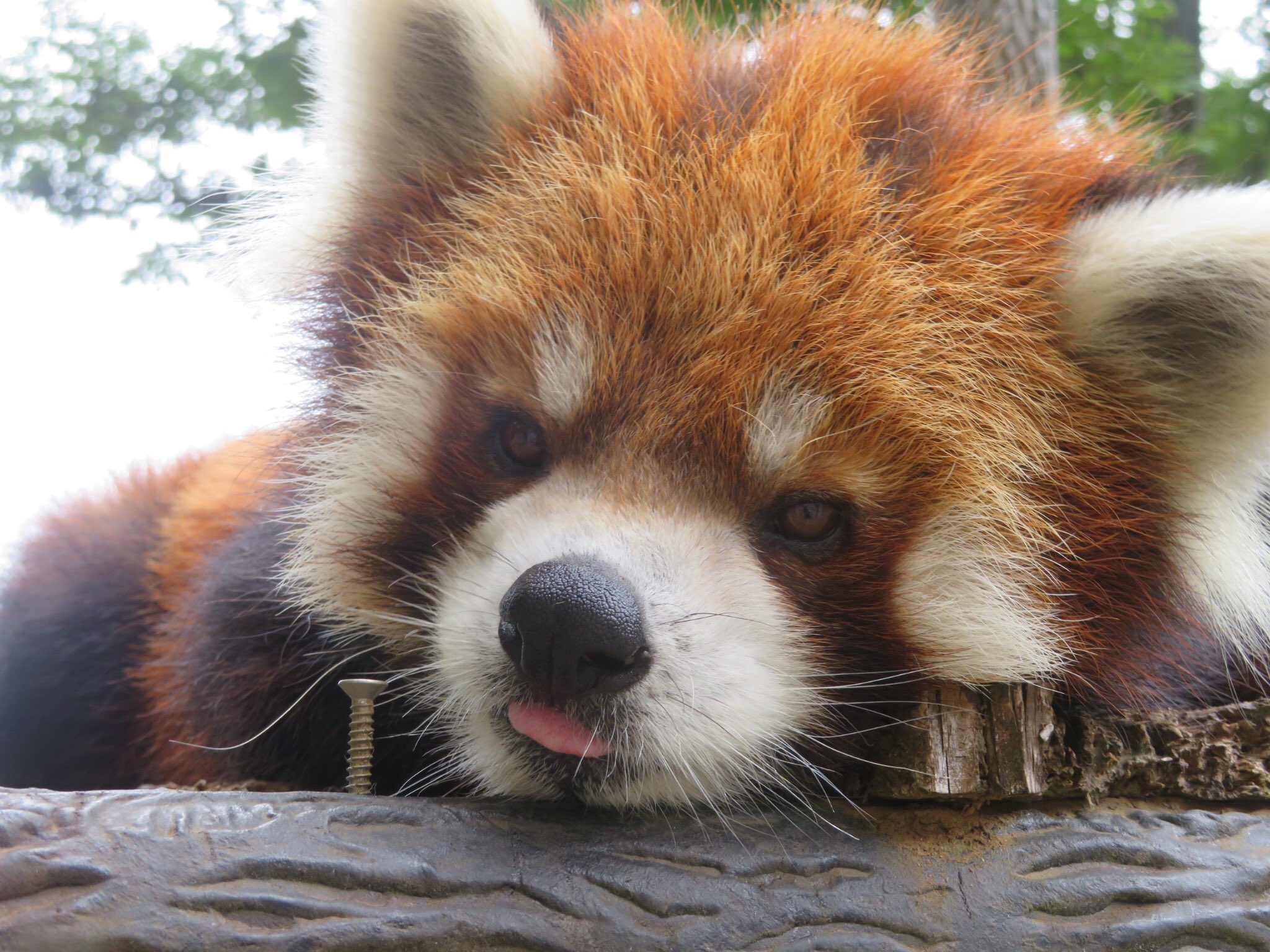 千葉市動物公園 公式 雨が降ったり 日差しが強かったり 変わりやすいお天気でしたね クウタも早めに帰宅しました この時期は午前中の方が動物も元気に動いていることが多いです 今日も1日お疲 レッサーパンダでした 飼1 千葉市動物公園