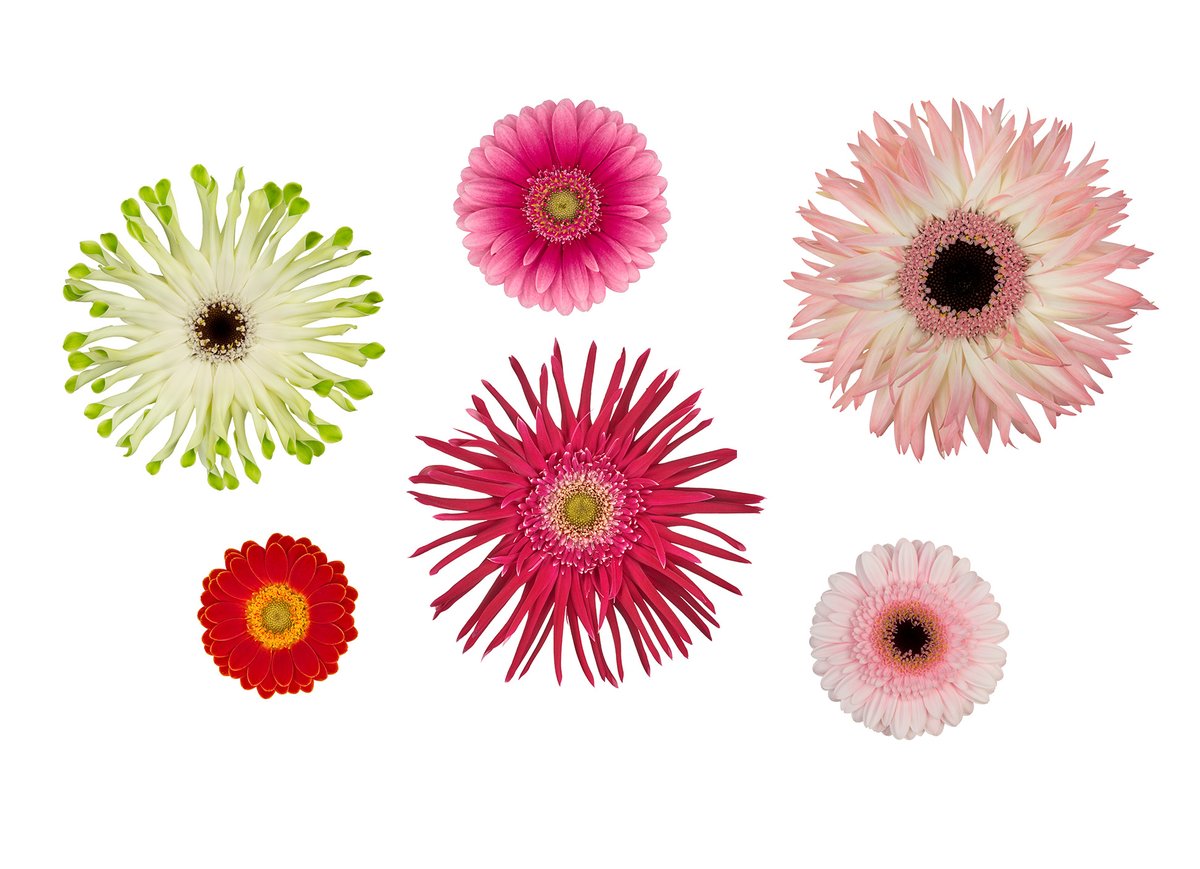 From big to small, there's one special Gerbera for all.
<a href="/GerberaUnited/">Gerbera United</a>