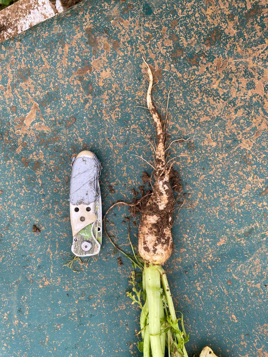 These “weeds” are really starting to kick in now. 6weeks old, sheeps are grazing but I think I need more!
⁦@OakbankGame⁩ #regenerativeagriculture 
#covercrops #notillfarming #longwaytogo