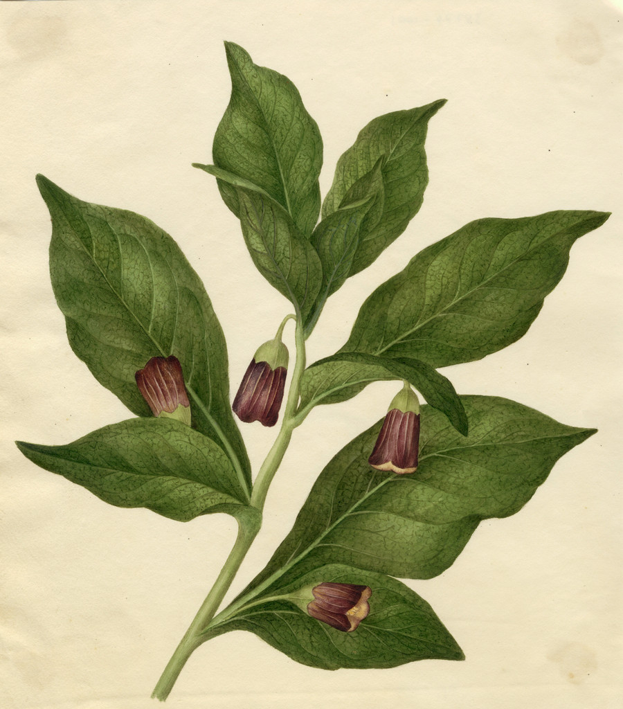 Hallucinations Clipart Flowers