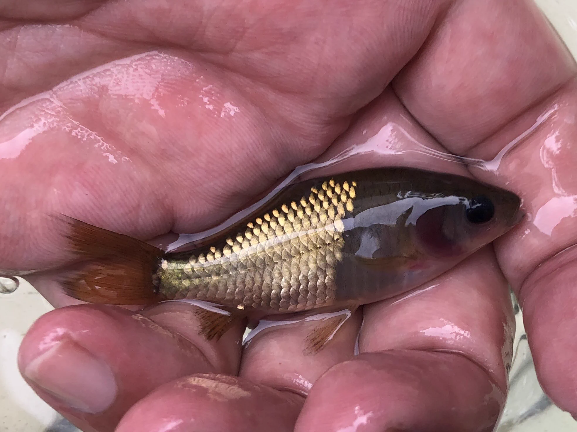 これは珍しい！ルアーのような変わった魚が出てきた！