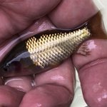 これは珍しい!ルアーのような変わった魚が出てきた!