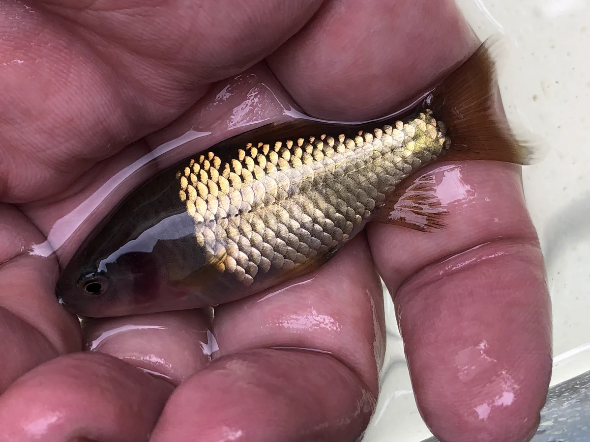 これは珍しい！ルアーのような変わった魚が出てきた！