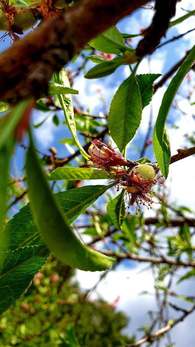 <a href="/FoulkesBrau/">Foulkes Brau</a> <a href="/MarikeKotze/">Marike Kotzé</a> <a href="/WilfullyMe/">Just me ♥</a> <a href="/LadySayFuckALot/">Pablo Memescobar 🐈</a> @Ladylepurrrrd <a href="/Beachbabynorth/">Terryll Jordaan</a> <a href="/samantha_freese/">SamSugar</a> <a href="/DaveStarley/">Dave Starley</a> <a href="/cazker1/">Cazanne'Z ♋</a> <a href="/discoverkruger1/">Discover KNP Safaris</a> <a href="/kruger5Safaris/">Kruger 5 Safaris</a> <a href="/BsorahCamp/">B'sorah Adventures</a> <a href="/nroutessa/">N-Routes South Africa</a> @PortervilleMkt <a href="/cottageimvana/">Cottage Imvana (PTY) Ltd 📍Bulwer</a> @deoudehuize <a href="/NewZululand/">zululandAPP</a> <a href="/adstube/">Ads ZA</a> <a href="/beach_bush/">Bush & Beach Vacations</a> Things are just peachy here in Bulwer 😁🤩🍑 good morning everyone 🐻