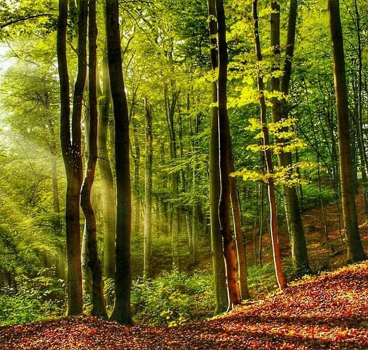 Dobar dan svima
Have a beautiful day🍀❤🌳💞🌲