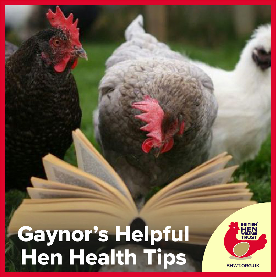 DID YOU KNOW... Gaynor, one of our many wonderful staff members, is a registered vet nurse specialising in hen health? Did you also know that she has a blog on our website, and she regularly posts helpful hen health tips and tricks! Catch up with her here: bhwt.org.uk/category/gayno…