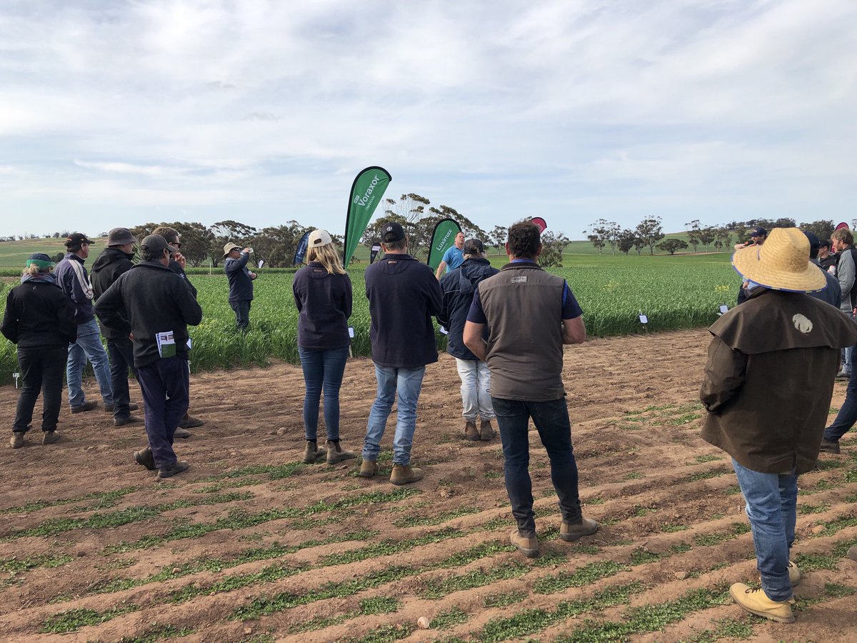 Great turn out at the @DavidGrayAglink site in Dumbleyung✌🏻#Voraxor and #Luximax looking good. <a href="/BASF_Agro_Au/">BASF Agricultural Solutions Australia</a>