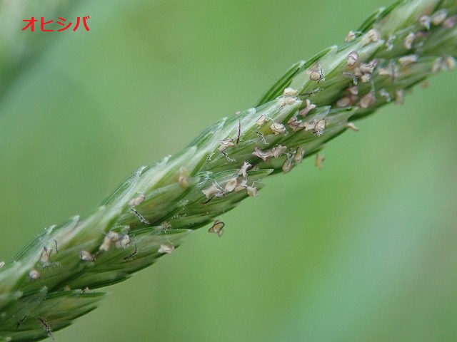 杉並区みどり公園課 区内の道端や空き地 公園 畑で夏によく見るイネ科植物と言えば オヒシバ メヒシバ ではないでしょうか 茎を見るとオヒシバはへん平で メヒシバは丸いです どちらも繁茂すると抜くのは大変ですが メヒシバは節から根を出して 杉並区みどり公園課 区内の道端や空き地 公園 畑で夏によく見るイネ科植物と言えば オヒシバ メヒシバ ではないでしょうか 茎を見るとオヒシバはへん平で メヒシバは丸いです どちらも繁茂すると抜くのは大変ですが メヒシバは節から根を出して