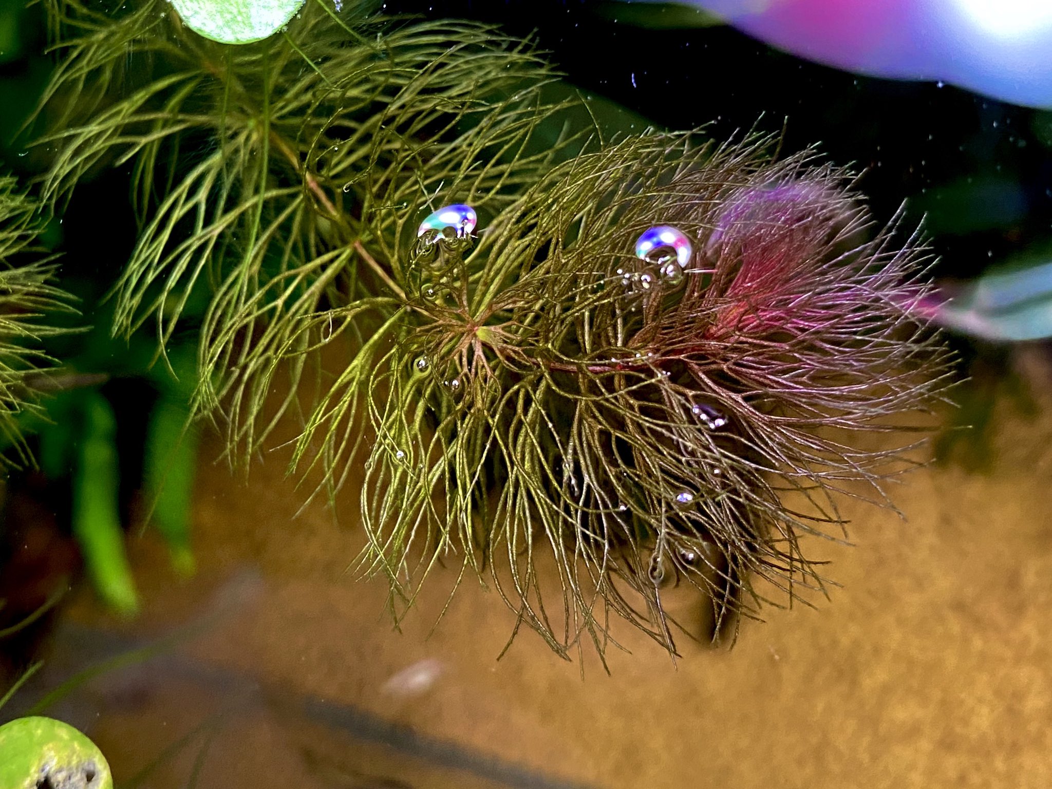Roki 撮ってみました ペルビアンホーンワート Ceratophyllum Sp From Peru ペルーのマツモですな 水草水槽 Roki 撮ってみました ペルビアンホーンワート Ceratophyllum Sp From Peru ペルーのマツモですな 水草水槽