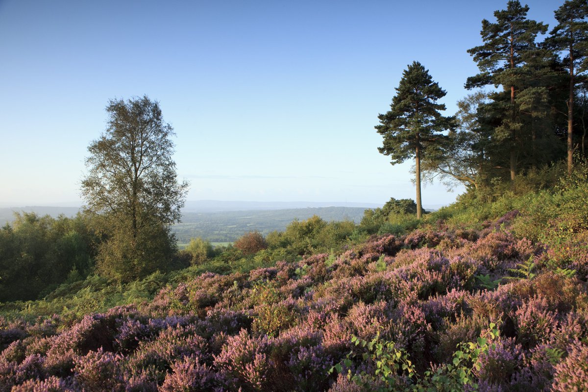 TheSouthDownsNT's tweet image. We are pleased to announce the launch of a sculpture trail on the 4 September with @sdnpa as part of the Heathlands Reunited Project   #HelpTheHeaths, #SouthDowns #NationalLotteryeritageFund Supported by The National Lottery Heritage Fund
southdowns.gov.uk/heathlands-reu…