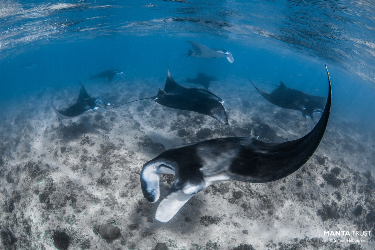 MantaTrust's tweet image. Guess what?! There is finally a day dedicated to our favourite flappy friends....WORLD MANTA DAY and it's two weeks from today on September 17th! Get excited!

#worldmantaday #savethedate