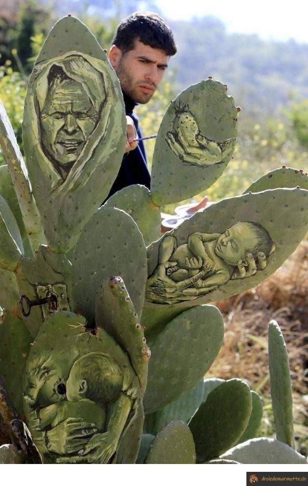 Drole De Marmotte Dessins Sur Cactus T Co rsbxe7cv Wtf Humour Fun Drole Drole De Marmotte Dessins Sur Cactus T Co rsbxe7cv Wtf Humour Fun Drole