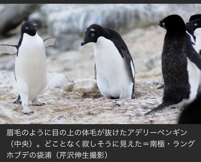 産経フォトのペンギン写真 喧嘩によって額の毛を眉毛にされてしまったアデリーペンギン に何らかの賞をあげてくれ 最優秀ぴえんペン Togetter
