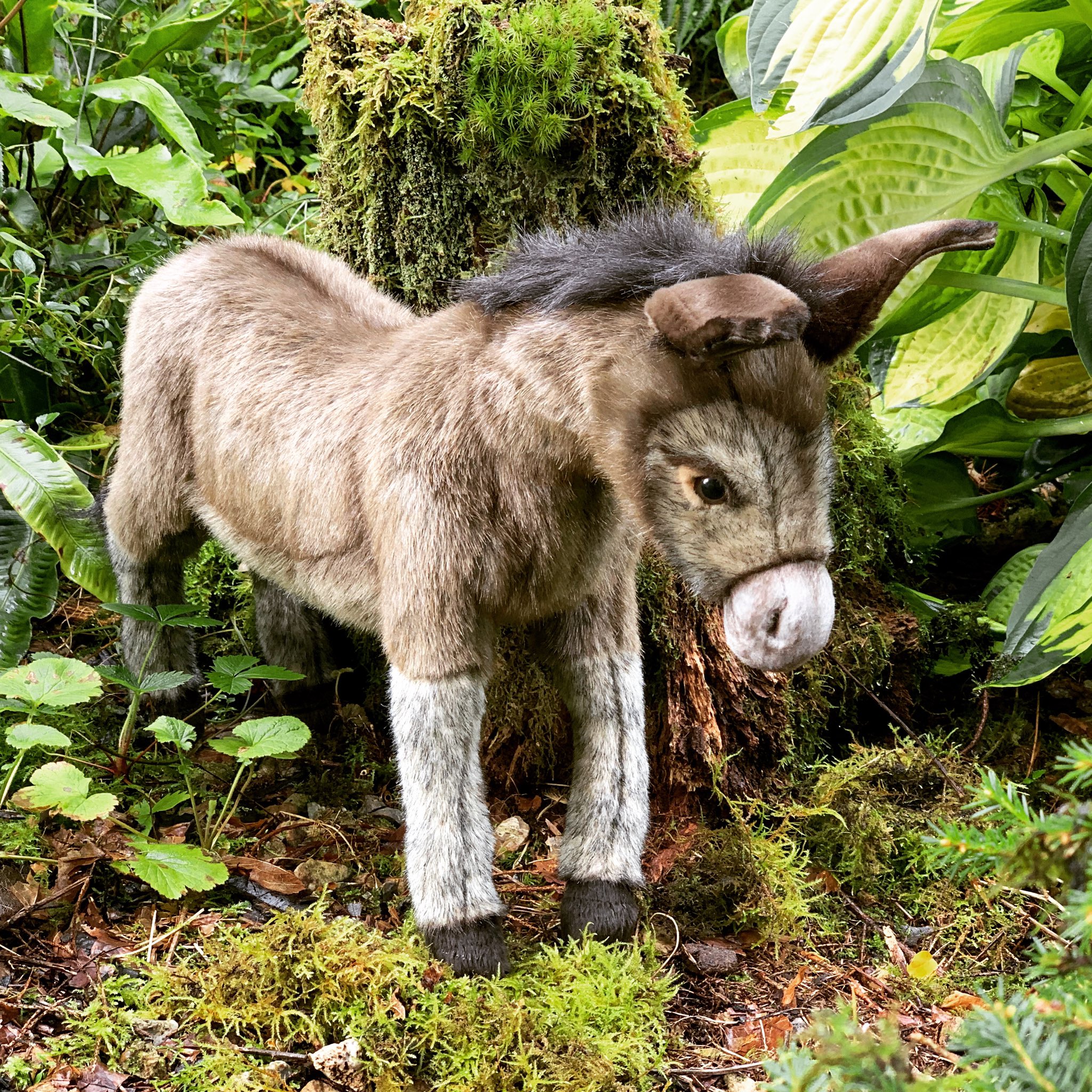 hansa donkey