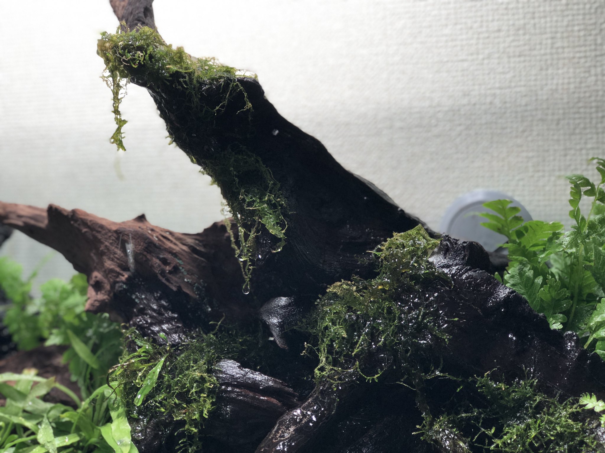 カエルdx 流木のウィローモス 光量の強い上に行くほど弱ってるんだけどこいつ陰キャか T Co Rpxhtv8ule Twitter