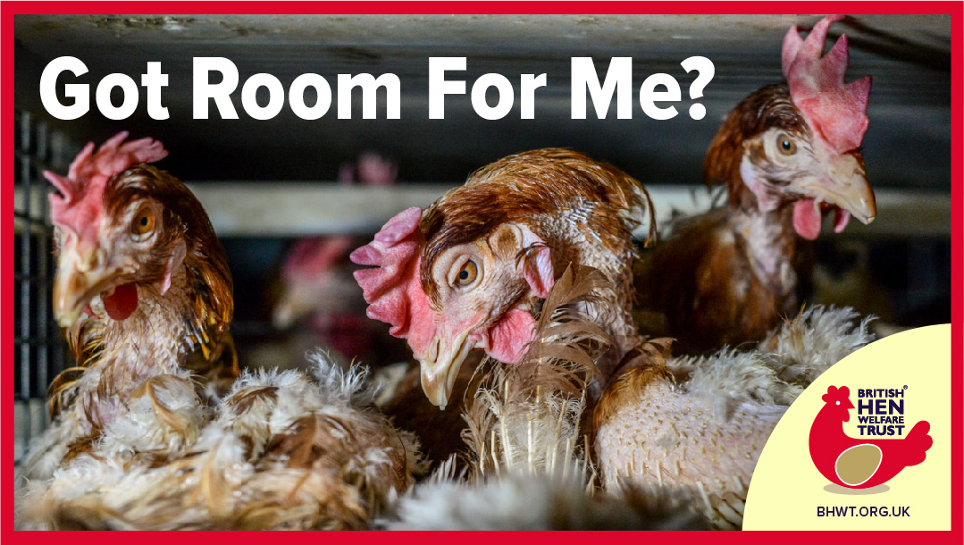URGENT: EAST SUSSEX! REHOMERS NEEDED NOW! Ringmer Area. We urgently need homes for hens THIS WEEKEND! If you have rehomed with us before, email hens@bhwt.co.uk If you have never rehomed with us before please register here first, and then call us! ow.ly/VpJL50BgJ7P