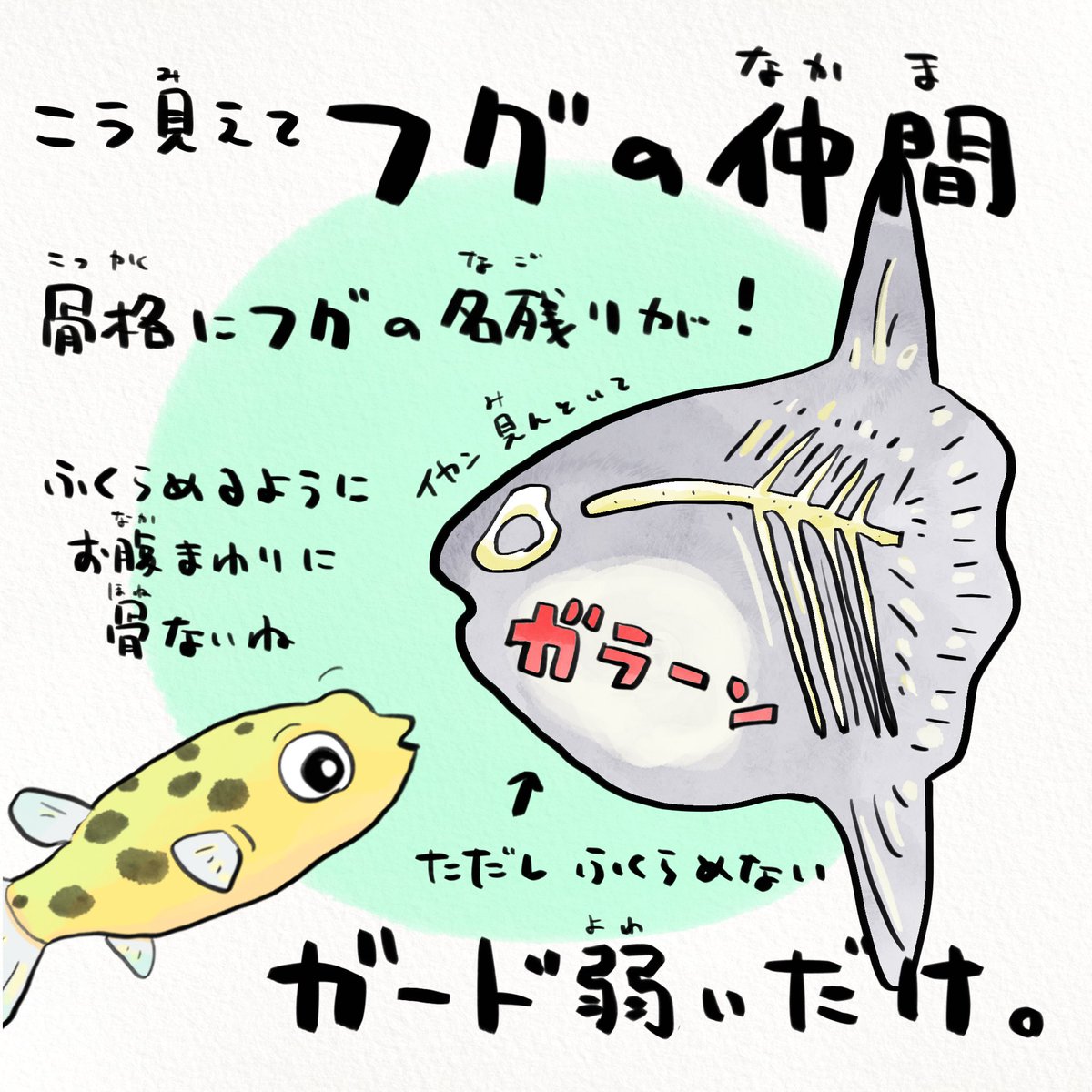 江戸時代にコレラが流行った際、疫病退散を願ってマンボウを描いた木版画が見つかったそうです。アマビエの次はマンボウ!フグ(福)が訪れます様に。 