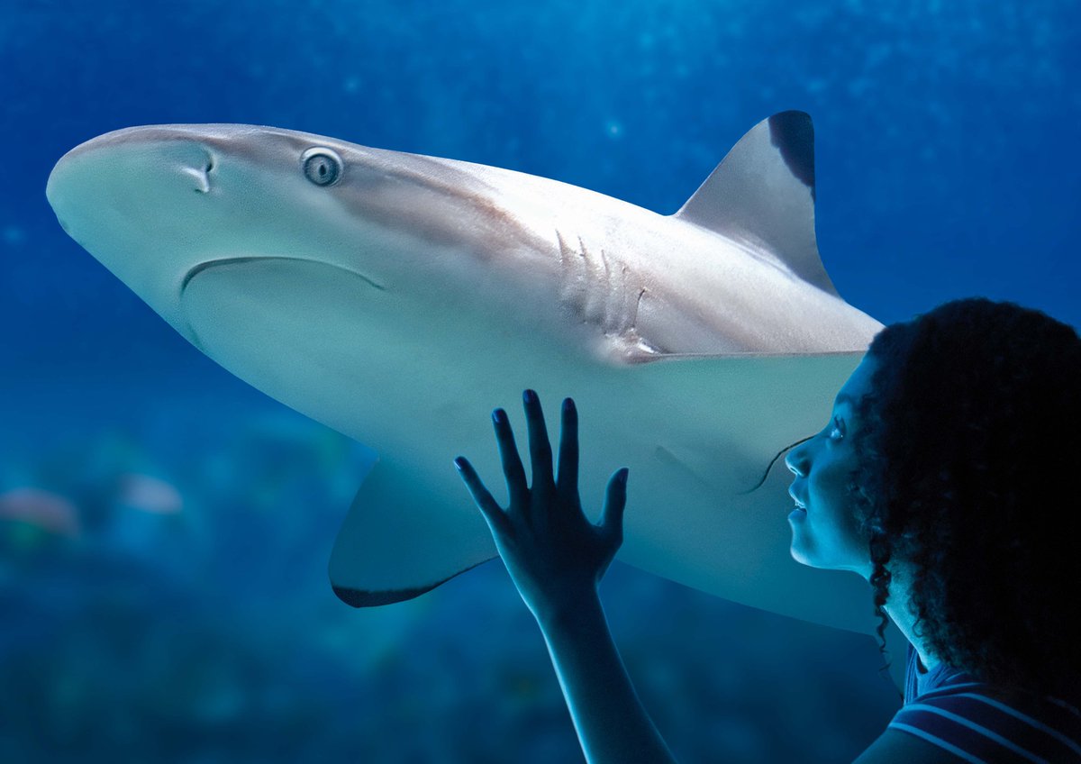 Tiqets's tweet photo. During #FranceAwakens , embark on a fascinating deep-sea journey that goes all the way from the Amazon to Antarctica with @aquariumsealife. #AwakeningWeeks
Book your tickets here: https://t.co/gUhZWQ01OC https://t.co/UHq598IjhT