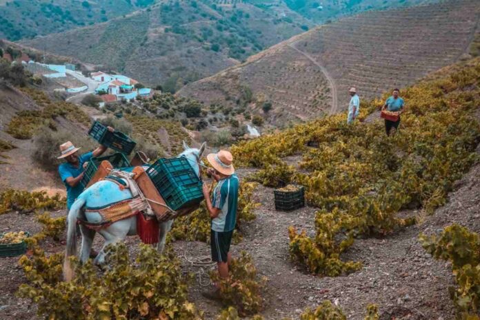 SaboraMalaga's tweet photo. La Axarquía en vendimia: La comarca recoge cada mes de agosto estampas singulares que retratan uno de las vendimias más artesanales de toda Europa 🍇 https://t.co/xqNNldvQtV https://t.co/XSwYsQsMIi