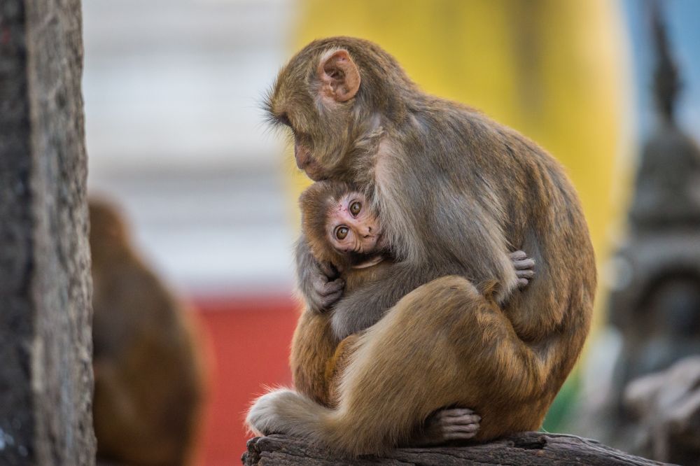 Rhesus macaque with infant; photo credit: Jo-Anne McArthur / We Animals