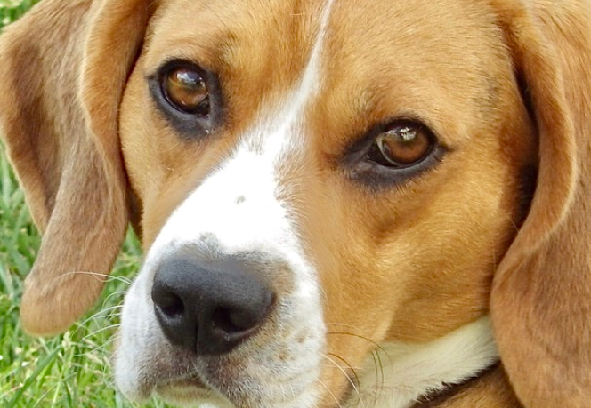worldanimalday's tweet photo. 🇺🇸 USA - 'A Newly Introduced Bill In The United States Requires Companion Animal Survivors Of #LaboratoryExperiments To Be Adopted Into New Homes'
https://t.co/73GZYMdTIH https://t.co/2UYej4lpNG