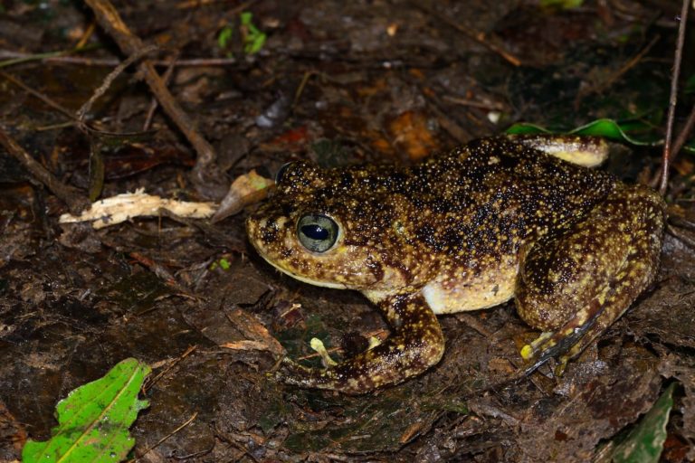 wildmadagascar's tweet photo. Madagascar giant frog is a new species, but also a deep-fried delicacy https://t.co/cuLJk6FIzO https://t.co/m00yG2Ey1C