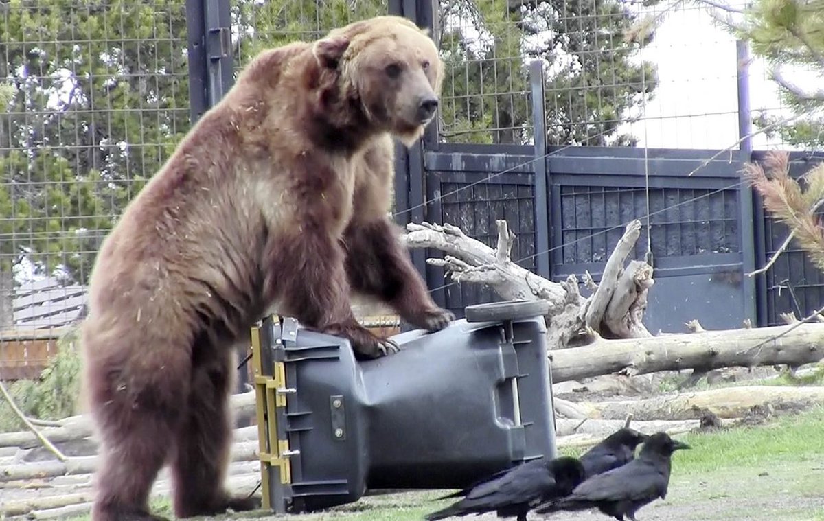 5/10In this thread, since it's a short one, I'll only focus on one word. The PIE word for bear.*h₂r̥tḱósThe word started off as an adjective meaning destructive, but later also came to be used as a noun for the animal. Sick of bears tipping over their trashcana, maybe?