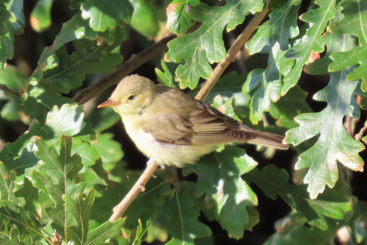 SwaySteveK's tweet photo. A good Barton session even before the Icky.
1420 Swallow, 55 HM, 19 SM, 2 Siskin east; 129 Y Wag, 2 T Pipit W. Hobby in off (on line from The Needles); 11 blackwit, 1 Y-l Gull, 6 chiff, 1 WW, 1 wheatear, 4 whinchat, 13 st'chat, 3 G Wag
#happypatching https://t.co/UfDKleRX7r