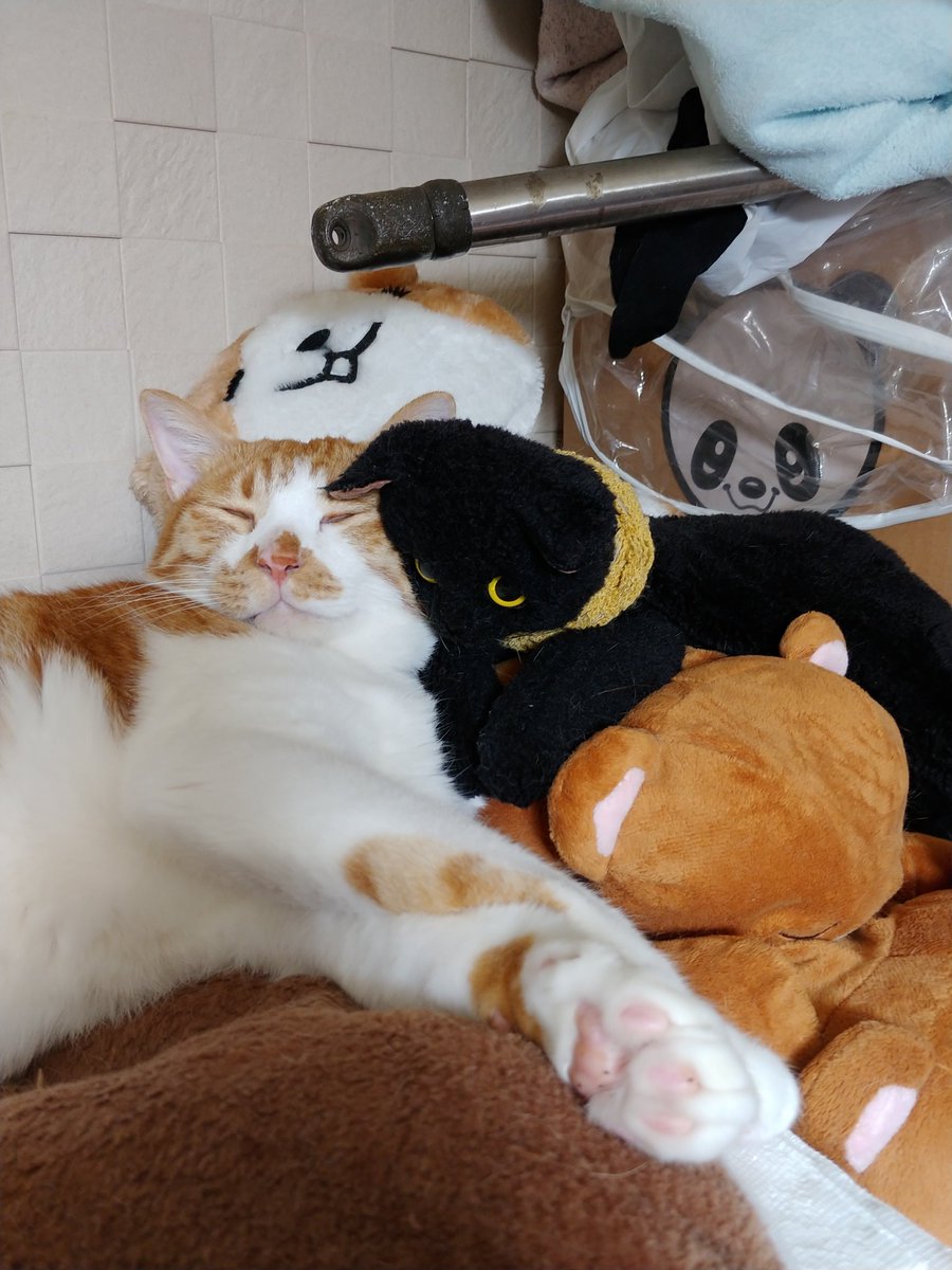 猫の便秘