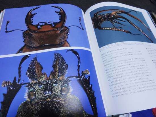 七海ルシア ドラゴンの最強王図鑑 好評発売中です その12 虫の肖像 世界昆虫大図鑑 ちょっと怖いけど繊細で美しい虫の世界へようこそ とにかく虫たちの顔面のドアップを拝みたい人におすすめ T Co Eu9uzijwqc Twitter