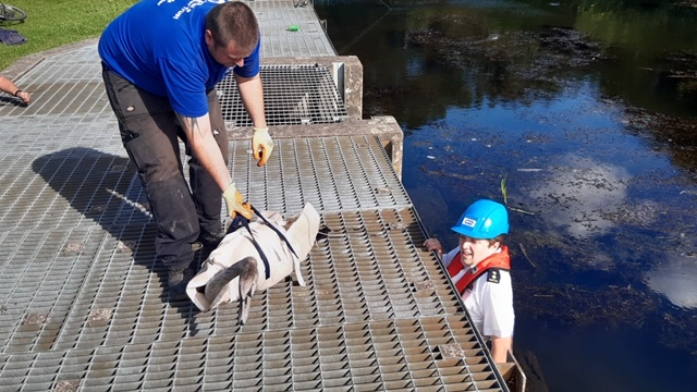CRTWestMidlands's tweet photo. Working with @RSPCA_official we rescued a cygnet that had got trapped in a big weir along the Anglesey Branch Canal at Chasewater #Staffordshire. Thankfully it was fine and we were able to reunite it with its family. Great work everyone @CRT_Lee. So glad this had a happy ending😊 https://t.co/na1FBVn3mP