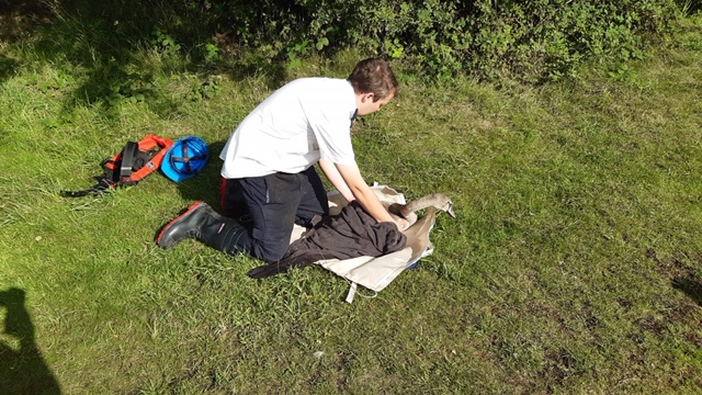 CRTWestMidlands's tweet photo. Working with @RSPCA_official we rescued a cygnet that had got trapped in a big weir along the Anglesey Branch Canal at Chasewater #Staffordshire. Thankfully it was fine and we were able to reunite it with its family. Great work everyone @CRT_Lee. So glad this had a happy ending😊 https://t.co/na1FBVn3mP