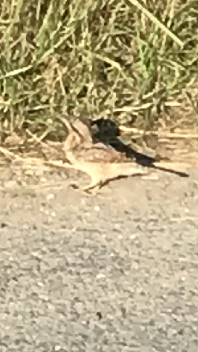Spurn not a bad start #spurnbirds