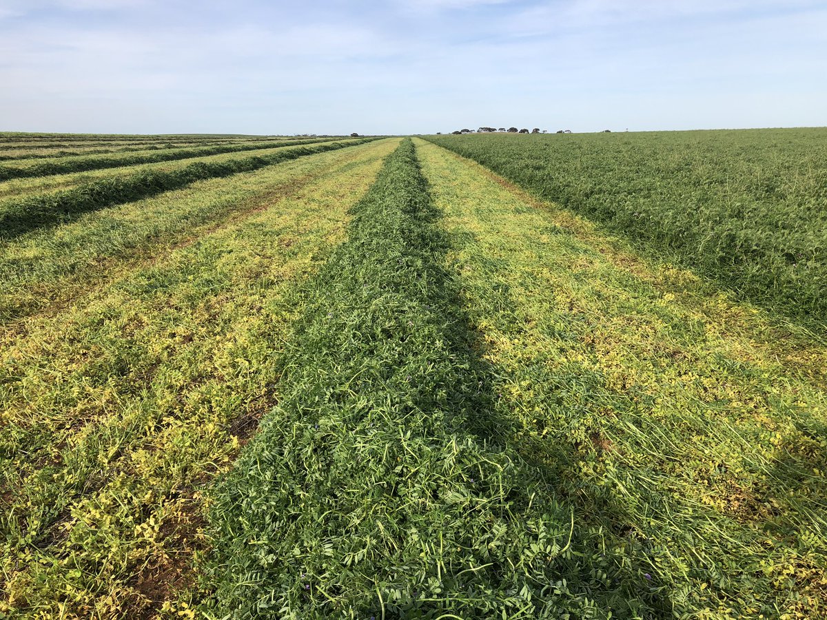 Harvest time already 🤦‍♂️🚜💨🍻<a href="/DMAg_consultant/">Matt Witney</a>