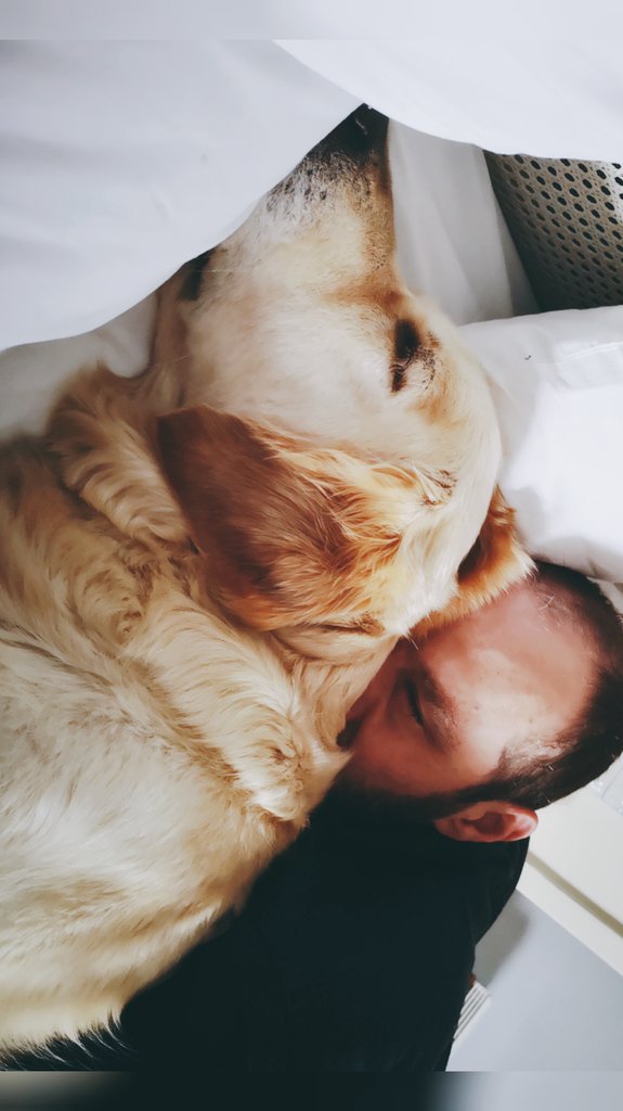 bearinz's tweet photo. #Holiday it's hard to #WakeUp with my lovely Maya #goldenretrievers 😍 https://t.co/S4NHN8fvpN