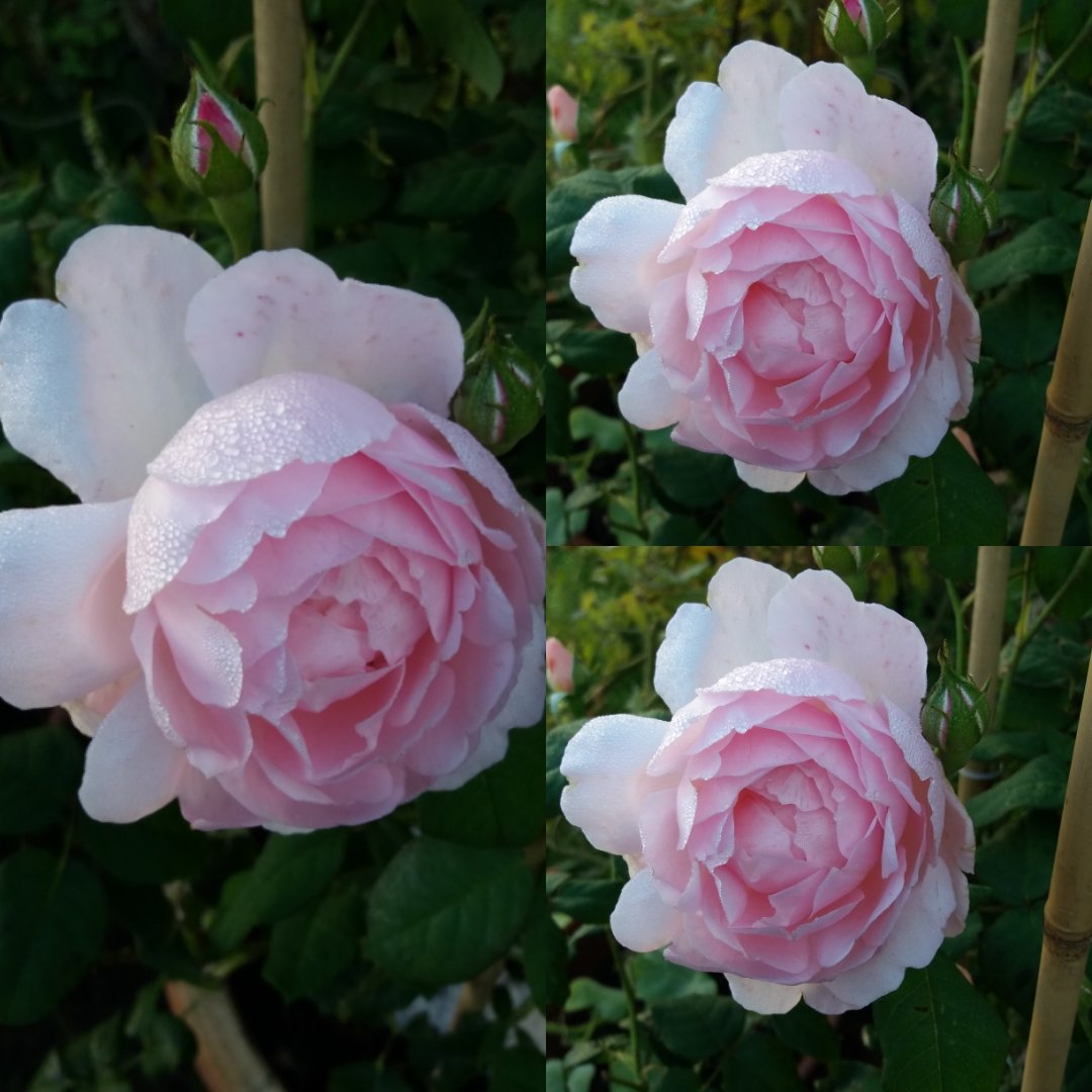 DebbieAylesArt's tweet photo. Welcome to 'Sceptured Isle'.  My beautiful new @DAustinRoses  #treasuredgift from #treasuredfriend #davidaustinroses #roselover #roses #pinkroses #perfume #ilovecolour #peacefulgarden #colour #inspiration #ArtistOnTwitter #ArtistOnTwitter #artstudio https://t.co/eUtMqQp1vc