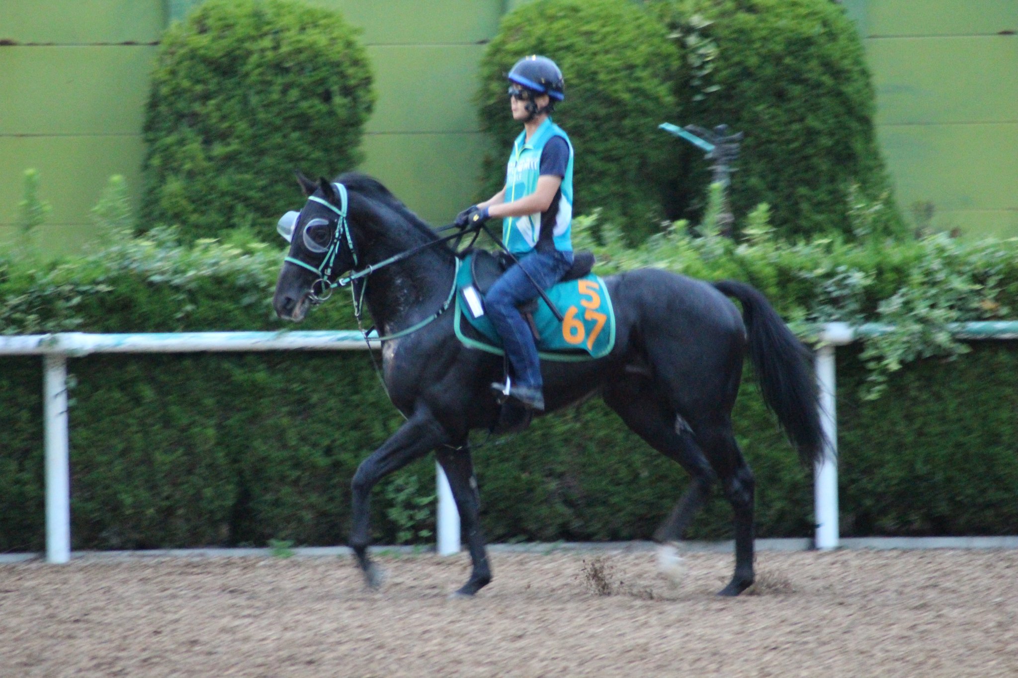 極ウマpog捜査官 ニッカン全力3歳馬追跡 中山開幕週へ 今朝の美浦坂路下を歩くブラウシュヴァルツ 牡 黒岩 父ブラックタイド 母マンドゥラ です 中山開幕週の芝２０００メートルでデビューを予定しています 近親にはクラシックの活躍馬が
