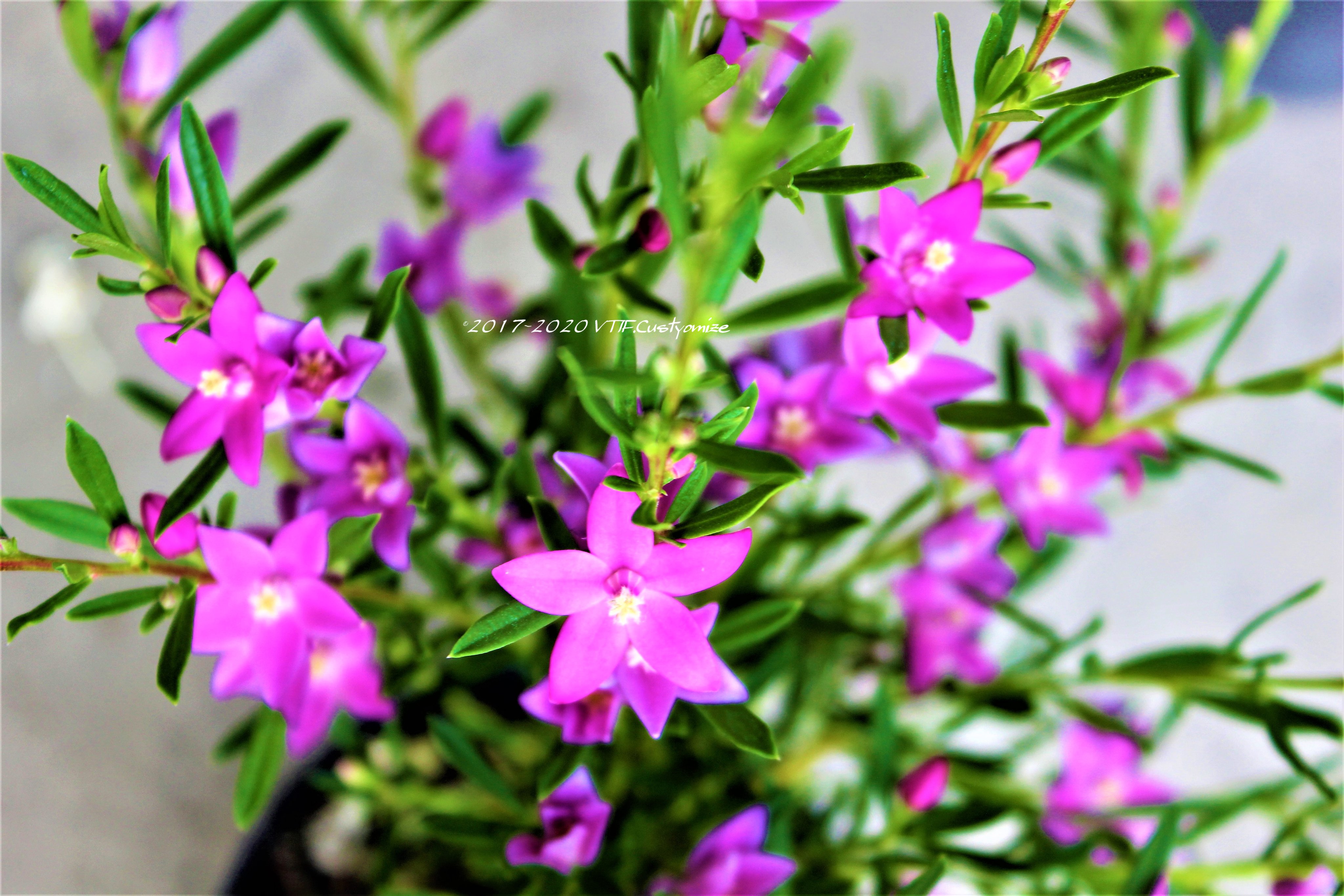 Vtifカスタマイズ 小さな天体観測会 素敵なタグ 写真で参加します 星にまつわる花たち 左上 ペンタス 英名スタークラスター 星団 右上 サザンクロス 南十字星 左下 ブルースター 右下 カランコエ ミリオンスター 代表的花言葉 写真の順に