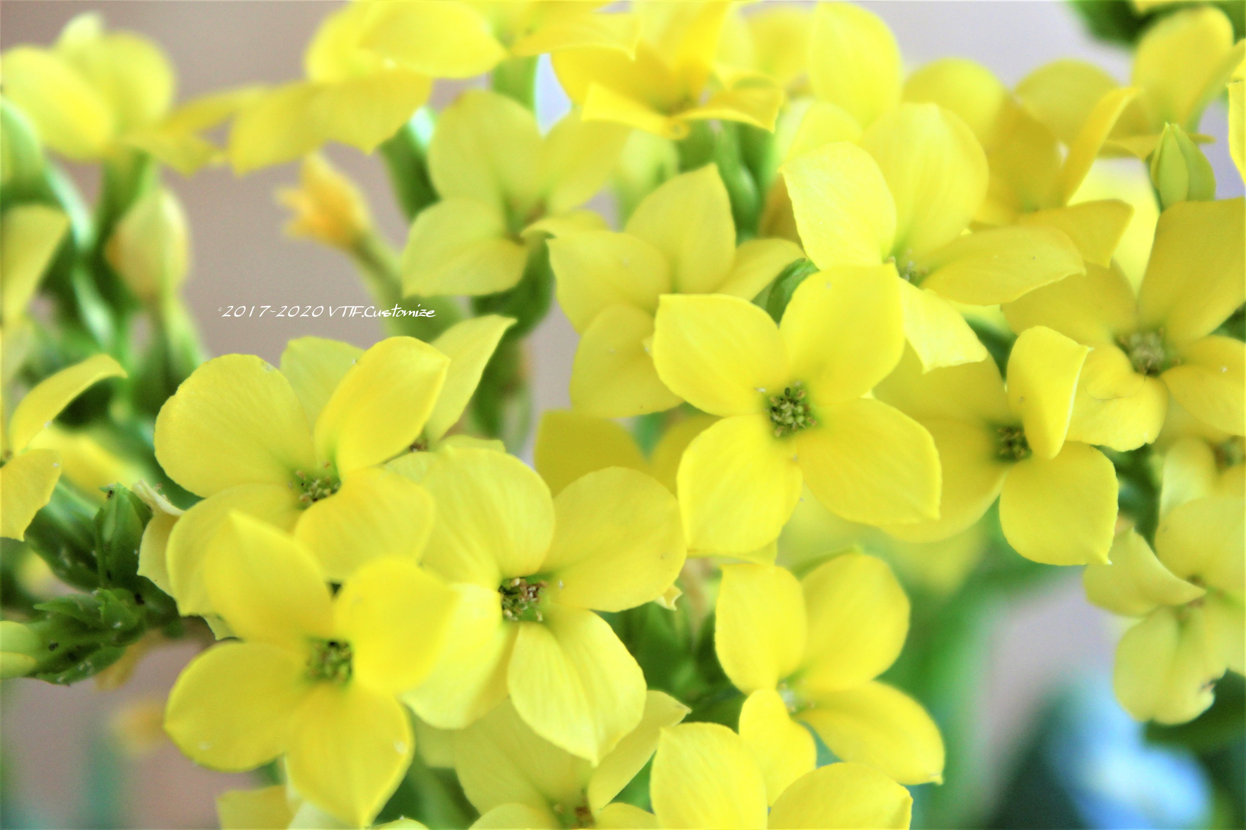 Vtifカスタマイズ 小さな天体観測会 素敵なタグ 写真で参加します 星にまつわる花たち 左上 ペンタス 英名スタークラスター 星団 右上 サザンクロス 南十字星 左下 ブルースター 右下 カランコエ ミリオンスター 代表的花言葉 写真の順に