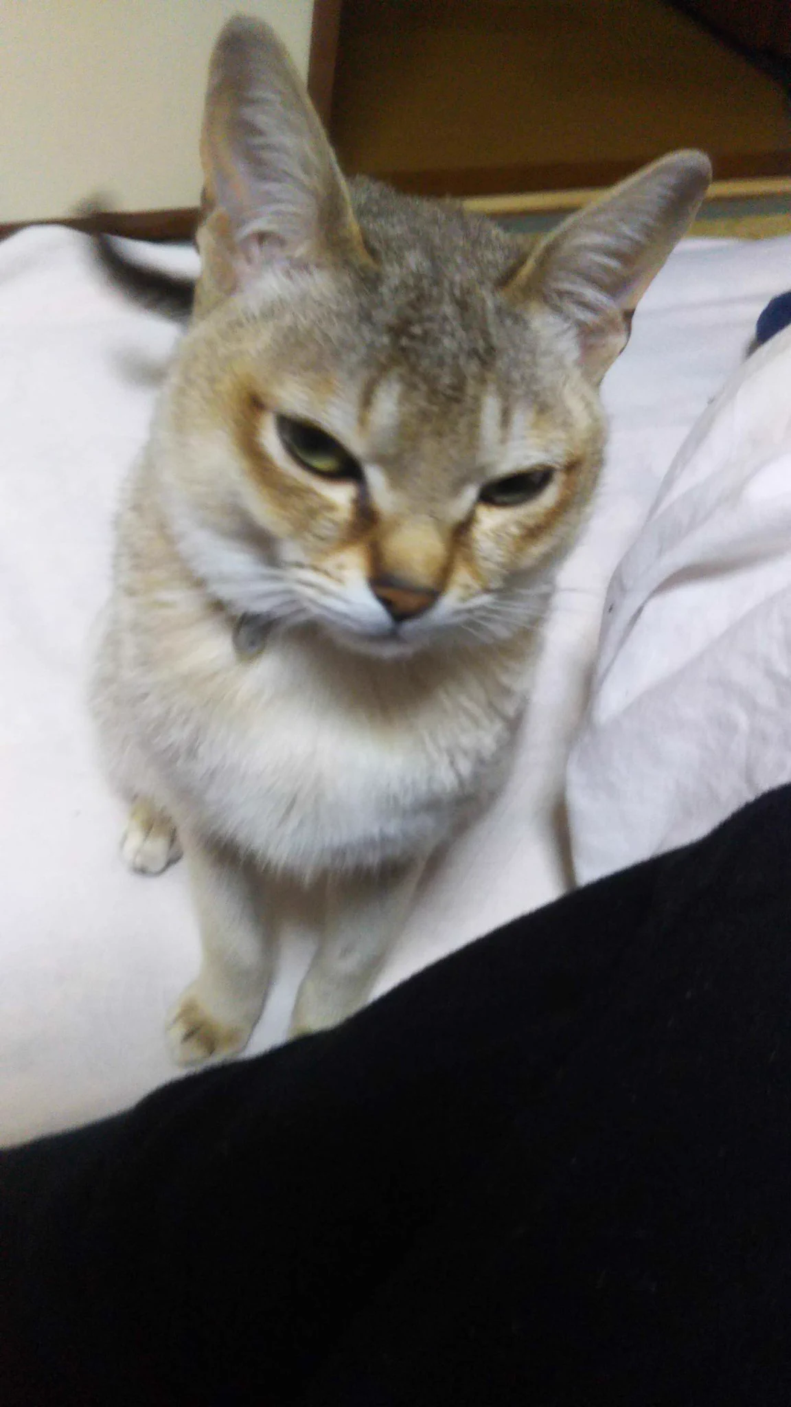@yunc24291 ウチの下僕は戸棚に入れてて僕にくれない。 